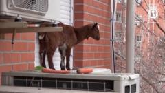 watch:-goat-rescued-from-fifth-floor-flat-ledge-in-madrid